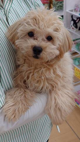 125318 MIX(ペキニーズ×トイプードル)