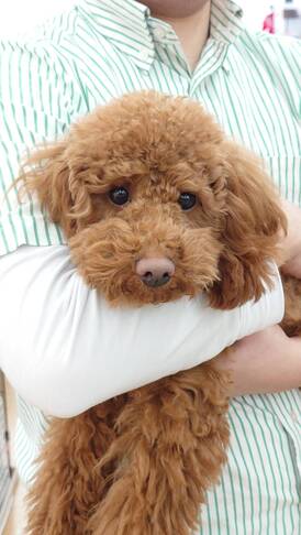 125379 トイプードル