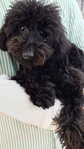 125358 トイプードル