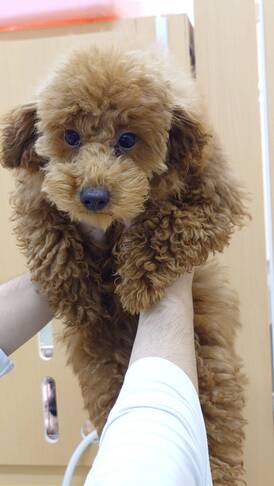 125478 トイプードル