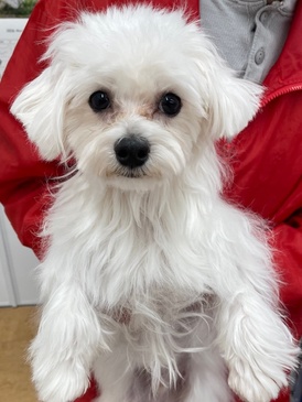 125201 マルチーズ