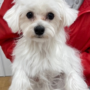 125201 マルチーズ