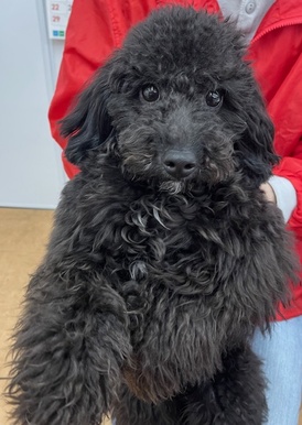 125363 トイプードル