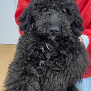 125363 トイプードル