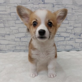 126059 ウェルシュコーギーペンブローク