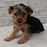 ヨークシャテリア