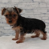 ヨークシャテリア