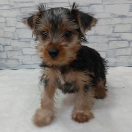 126062 ヨークシャテリア