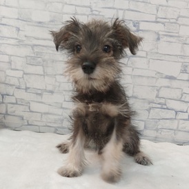 126025 ミニチュアシュナウザー