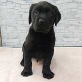 ラブラドールレトリバー