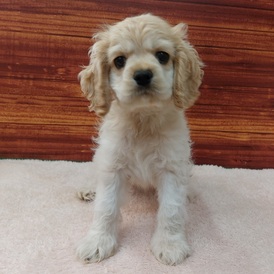 126068 アメリカンコッカースパニエル