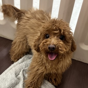 125389 トイプードル