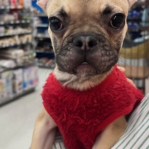 125350 フレンチブルドッグ