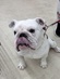 125015 ブルドッグ