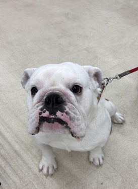 125015 ブルドッグ