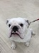 125015 ブルドッグ