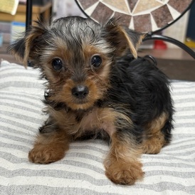 126064　ヨークシャテリア