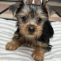 わんわんペットセンター