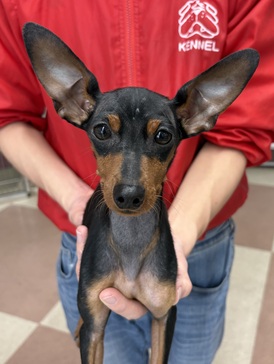 125349 ミニチュアピンシャー