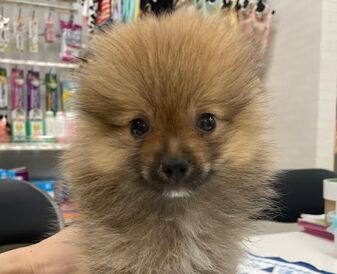 からつケンネル本店 家族が決まりました(受付2024.12月10日)
