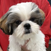 わんわんペットセンター (受付202６.２/２３）家族が決まりました。