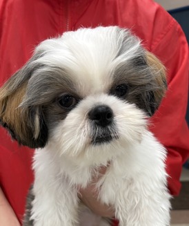 わんわんペットセンター (受付202６.２/２３）家族が決まりました。