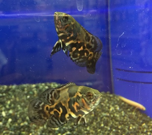 タイガーオスカー