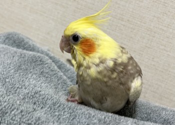 オカメインコシナモンパールパイドヒナ(ペットアミ伊万里店)