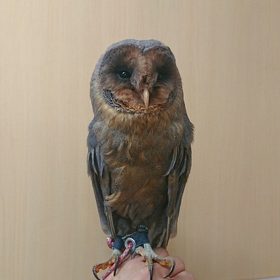 フクロウページ 20200410111601-