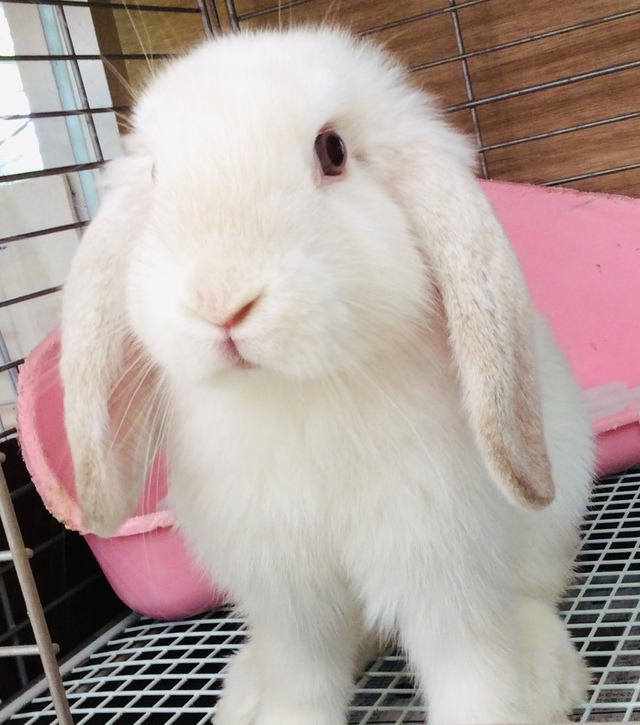 ホーランドロップイヤー その他の動物の販売 唐津ケンネル 犬 猫 小動物いろんなペットに出会えるペットショップ ホーランドロップイヤー その他の動物の販売 唐津ケンネル 犬 猫 小動物いろんなペットに出会えるペットショップ