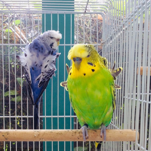 羽衣セキセイインコ その他の動物の販売 唐津ケンネル 犬 猫 小動物いろんなペットに出会えるペットショップ 羽衣セキセイインコ その他の動物の販売 唐津ケンネル 犬 猫 小動物いろんなペットに出会えるペットショップ