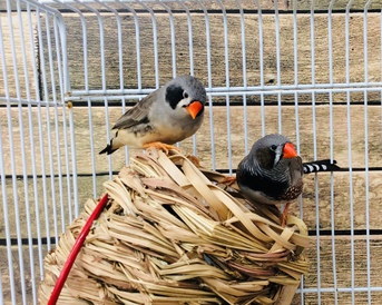  キンカチョウ