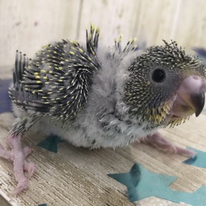 その他の動物の販売 小鳥 唐津ケンネル 犬 猫 小動物いろんなペットに出会えるペットショップ その他の動物の販売 小鳥 唐津ケンネル 犬 猫 小動物いろんなペットに出会えるペットショップ