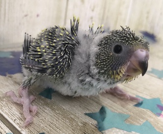 手のり羽衣セキセイインコ