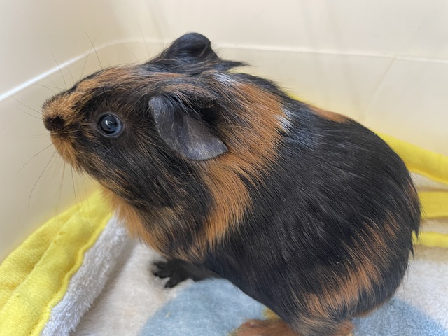 イングリッシュモルモット その他の動物の販売 唐津ケンネル 犬 猫 小動物いろんなペットに出会えるペットショップ イングリッシュモルモット その他の動物の販売 唐津ケンネル 犬 猫 小動物いろんなペットに出会えるペットショップ
