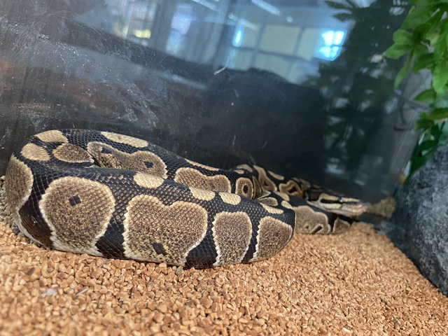 ボールパイソン その他の動物の販売 唐津ケンネル 犬 猫 小動物いろんなペットに出会えるペットショップ