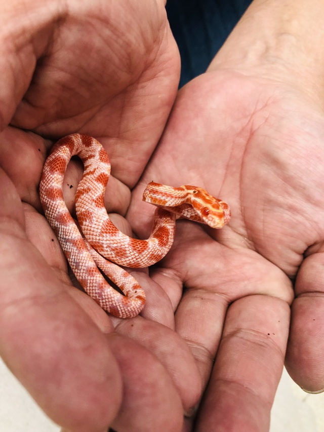 コーンスネーク アルビノ その他の動物の販売 唐津ケンネル 犬 猫 小動物いろんなペットに出会えるペットショップ