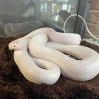 コーンスネーク アルビノ その他の動物の販売 唐津ケンネル 犬 猫 小動物いろんなペットに出会えるペットショップ