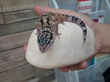 ヒョウモントカゲモドキ（ハイイエロー）