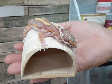 ヒョウモントカゲモドキ（ジャングルベルアルビノ）