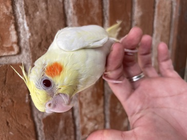 オカメインコ(ルチノー)