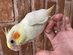 オカメインコ(ルチノー)
