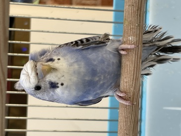 セキセイインコ（背巻梵天バイオレットオパーリン）