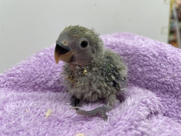 手乗りコザクラインコ（ノーマル）