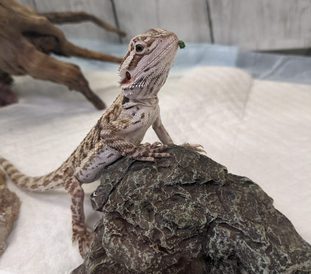 フトアゴヒゲトカゲ