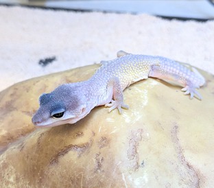 ヒョウモントカゲモドキブリザード