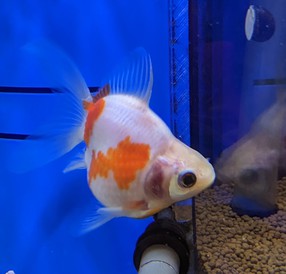 玉錦　Ｌサイズ