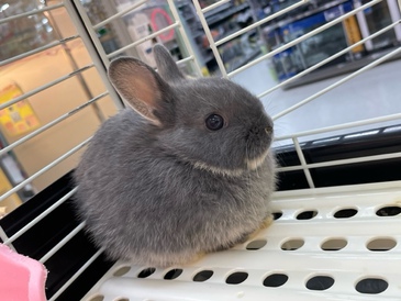 ネザーランドドワーフ