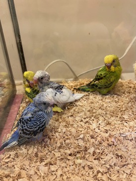 セキセイインコ(ヒナ)