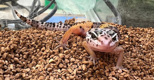 ヒョウモントカゲモドキ（ハイイエロー）